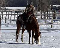 red-roan-trail-horse