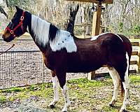 all-around-quarter-horse