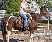 any-level-rider-quarter-horse