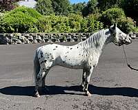 falabella-stallion