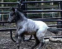 navajo-miniature-horse