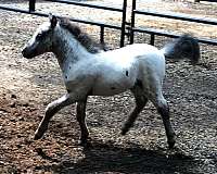 parties-miniature-horse