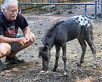 payment-miniature-horse