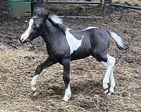 vets-miniature-horse