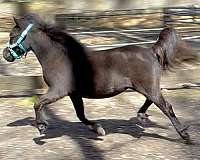 waste-miniature-horse