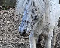 good-for-farrier-stallion