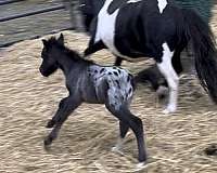 current-coggins-miniature-horse