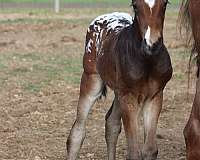 ranch-ve-appaloosa-horse