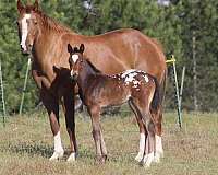 bay-ranch-ve-horse