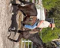 black-gelding-for-sale