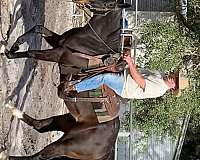 black-thoroughbred-gelding