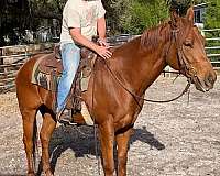 sorrel-gelding-for-sale