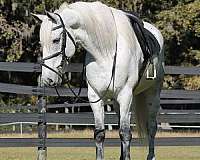 barrel-friesian-horse