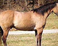 all-around-draft-horse