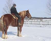 red-dun-white-strip-legs-horse