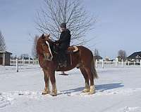 all-around-draft-horse