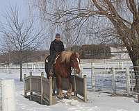 athletic-draft-horse