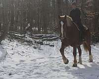 husband-safe-draft-horse