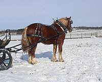 mounted-patrol-draft-horse