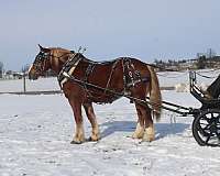 parade-draft-horse