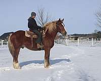 athletic-draft-horse