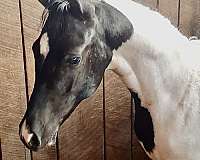 half-arabian-mare