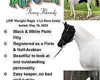 half-arabian-horse-for-sale