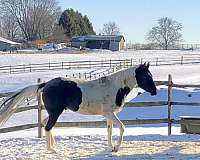 double-registered-half-arabian-horse