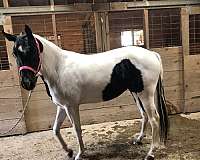 double-registered-pinto-horse