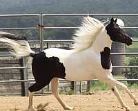 double-half-arabian-horse