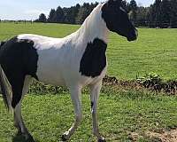 loads-half-arabian-horse