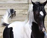 half-arabian-horse