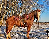 roan-horse