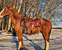 red-roan-horse