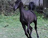 arabian-horse-for-sale-colt