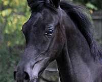 black-stallion-arabian-horse