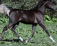 black-straight-egyptian-stallion