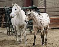 buckskin-aphc-weanling