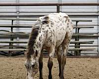 14-hand-appaloosa-weanling