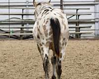 aphc-appaloosa-weanling