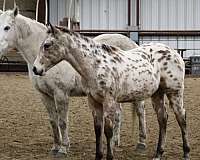 buckskin-aphc-aqha-colt