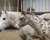 buckskin-aphc-aqha-horse