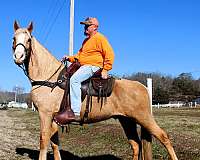 mcnatt-farm-tennessee-walking-horse