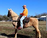 husband-hore-tennessee-walking-horse