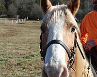 mt-horse-tennessee-walking