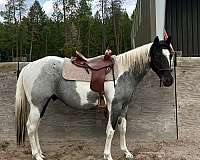 apha-paint-horse