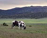 blue-roan-paint-horse