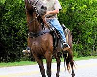 spotrt-horse-tennessee-walking