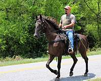 sport-horse-tennessee-walking