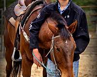 safe-appaloosa-horse